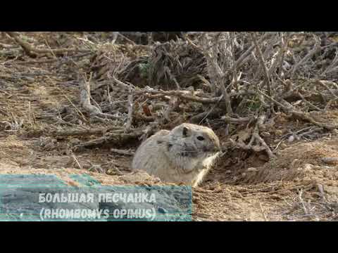 Видео: Пустыня Бетпак-Дала  Betpak-Dala Desert