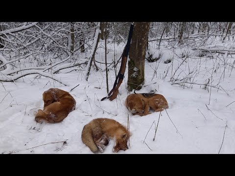 Видео: ОХОТА НА ЗАЙЦА И ЛИСУ С ГОНЧИМИ. ДОБЫЛИ ХИТРУЮ ЛИСУ!