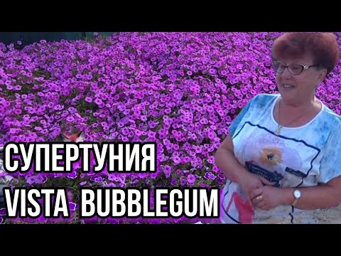 Видео: Ампельная петуния. Открытый грунт. Лучший сорт. Наша клумба.