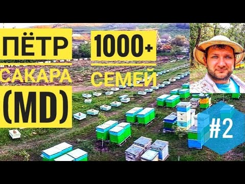 Видео: #Пасека 1000+ семей: #пчеловодство Петра #Сакара (Молдова) часть 2