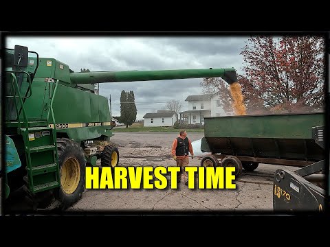 Видео: НАШ ПОСЛЕДНИЙ УРОЖАЙ В ЭТОМ ГОДУ (при участии The VEGGIE BOYS)