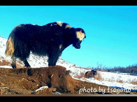 Видео: Архангай Булган сум дуу Булган тамирын хангай Bulgan sun tamiriin hangai