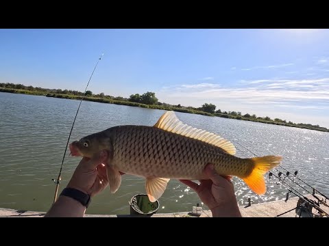 Видео: Суточная рыбалка на карпа в конце сентября на Днестре в Маяках. "Дом рыбака 2" Крутой клев! Часть 2.