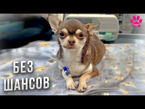 Видео: Собака потеряла ВСЕХ щенков! Теперь мы точно ЗНАЕМ, что случилось!