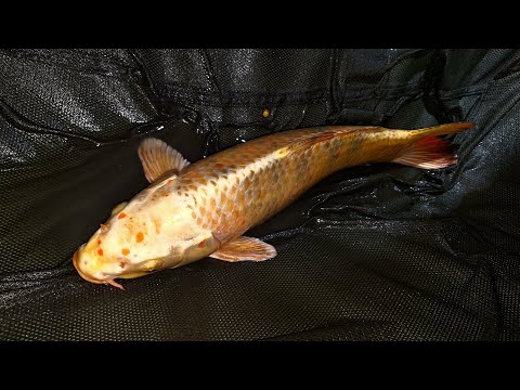 Видео: Небольшой отчёт нашей рыболовной сессии на РСК Кужора 🎣