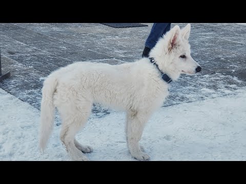 Видео: ДТ-121. Белая швейцарская овчарка Скиф. Основы