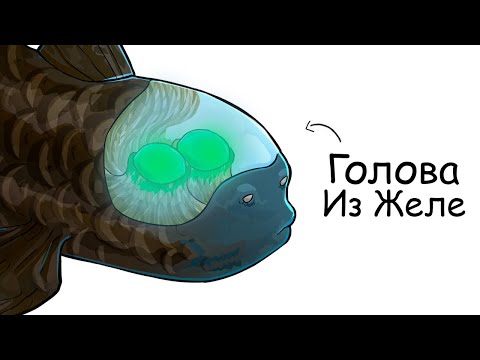 Видео: Ты – рыба-бочонок (и это вся твоя жизнь)