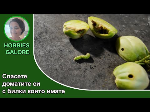 Видео: Джадам Билков Инсектицид срещу Нощенка; JADAM Herbal Solution( JHS)