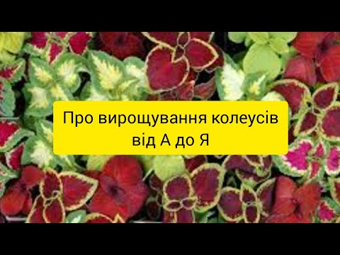 Видео: Як вирощувати колеуси в домашніх умовах: міні-курс для початківців