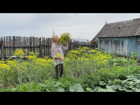 Видео: ОДНА НА ХОЗЯЙСТВЕ/ВЫКОПАЛИ НОВУЮ ВЫГРЕБНУЮ ЯМУ/ПОРЯДОК В ОГОРОДЕ И НА КУХНЕ /9 июля 2023г.