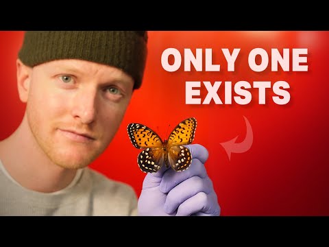 Видео: Моя ультра-редкая бабочка