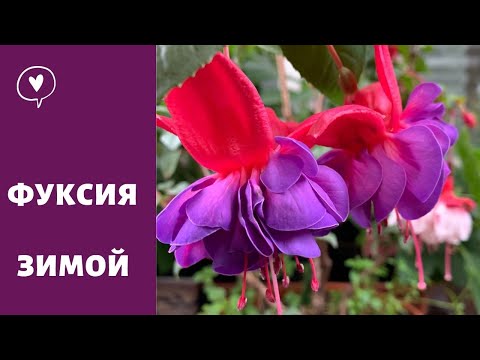 Видео: КАК СОХРАНИТЬ ФУКСИЮ, обрезка, зимовка фуксии в подвале