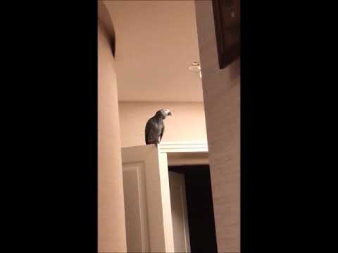 Видео: Ох, уж этот попугай Жора!
