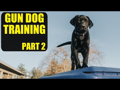 Видео: Дрессировка собаки-уточки | Часть 2