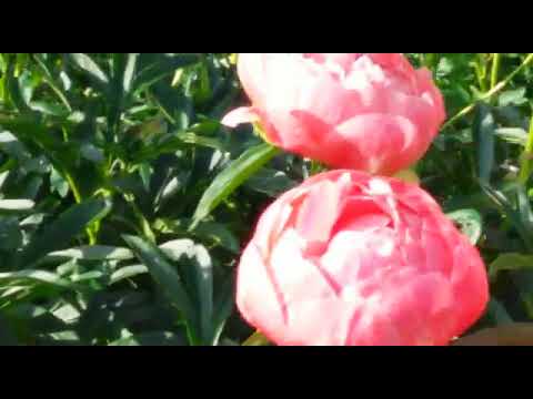 Видео: Обзор моих цветущих пионов на 03 июня 2019 г.