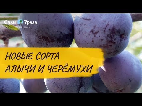 Видео: Алыча и черемуха: видеообзор каталогов 2021