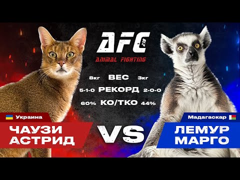 Видео: Чаузи Астрид VS лемур Марго: любовь или ненависть? 😼 Первая реакция, битва взглядов и противостояние