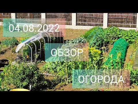 Видео: Обзор огорода 04.08.2022.Тюменская область