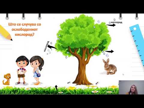Видео: V одделение - Природни науки - Фотосинтеза