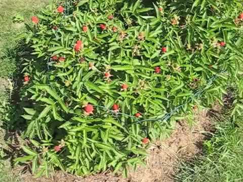 Видео: РОЗОЛИСТНАЯ МАЛИНА.  ЯГОДА В НАШЕМ САДУ.