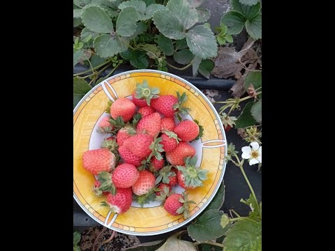 Видео: 🍓 клубника брина 17 октября