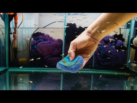 Видео: Убрал поляну гидры у Гуппи простяков, смотрю в микроскоп, помыл нерестовики под след. нерест