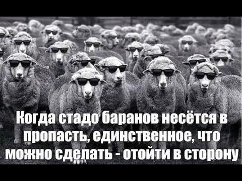 Видео: Круговорот баранов в природе : Как вернуть отношения