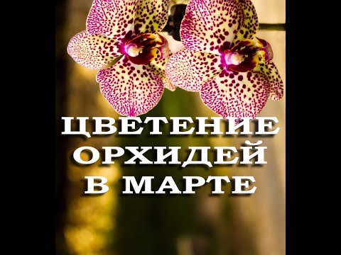 Видео: ЦВЕТЕНИЕ моих ОРХИДЕЙ в марте!!!Фаленопсисы,каттлея,ванда,Венерин башмак!!!