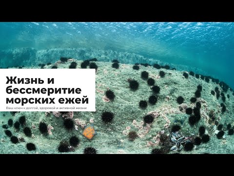Видео: Жизнь и бессмертие морских ежей