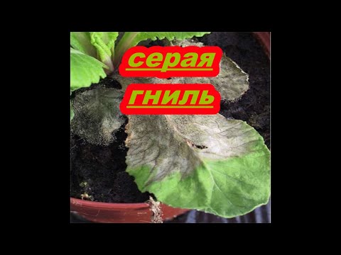 Видео: КАК ЗАЩИТИТЬ ПЕТУНИЮ ОТ СЕРОЙ ГНИЛИ?