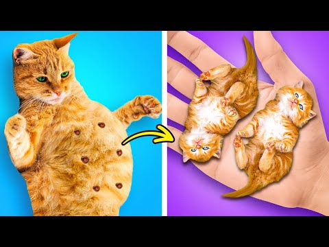 Видео: КЛАССНЫЕ ГАДЖЕТЫ И ПОДЕЛКИ ДЛЯ ДОМАШНИХ ЖИВОТНЫХ