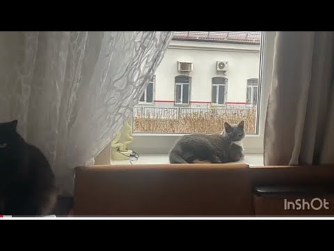 Видео: Vlog/Жизнь без прикрас/Обзор покупок/Мои новости