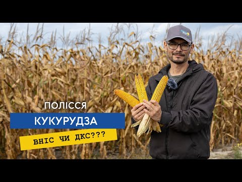 Видео: ДКС, ВНІС, Syngenta, Laboulet — хто ж краще, огляд гібридів кукурудзи на Поліссі.