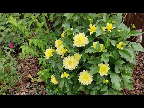 Видео: Прогулянка осіннім садом🌤️🍇🍁  5 Вересня