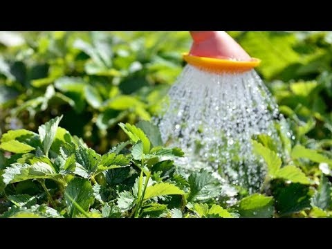 Видео: 238. Клубника.Уход по осеннему плану