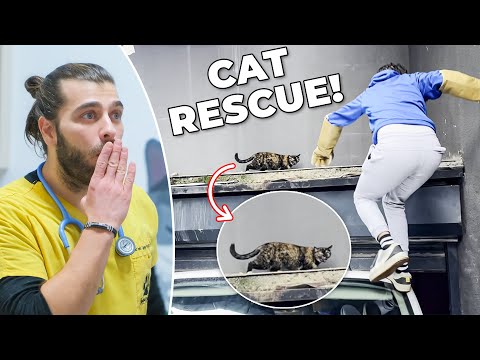 Видео: Спасение заблудившейся кошки! (Она была напугана и голодна!)