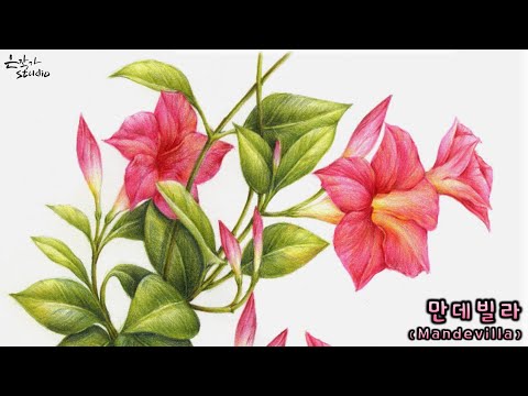 Видео: [Цветочный рисунок / Ботаническое искусство] № 53-2. Рисунок цветным карандашом Мандевилла