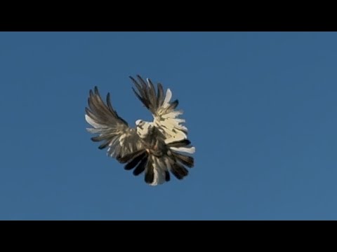 Видео: Мурые 25.10.2025 