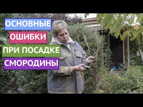 Видео: КАК ПРАВИЛЬНО ПОСАДИТЬ СМОРОДИНУ!