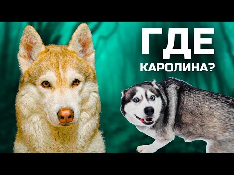 Видео: Я БОЛЬШЕ НИКОГДА НЕ УВИЖУ КАРОЛИНУ? (Хаски Бублик) Говорящая собака