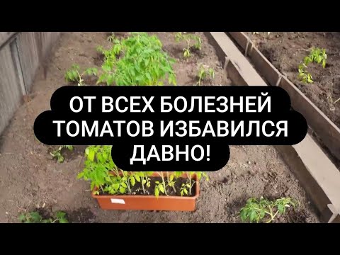 Видео: Посадка томатов от фитофторы гнили в открытом грунте и в теплице