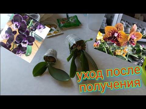 Видео: Получили орхидеи по почте? Тогда вам ОБЯЗАТЕЛЬНО нужно посмотреть это видео 1,7 пересадка уход