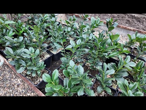 Видео: Отправляю подписчикам бронебойную лавровишню для эксперимента