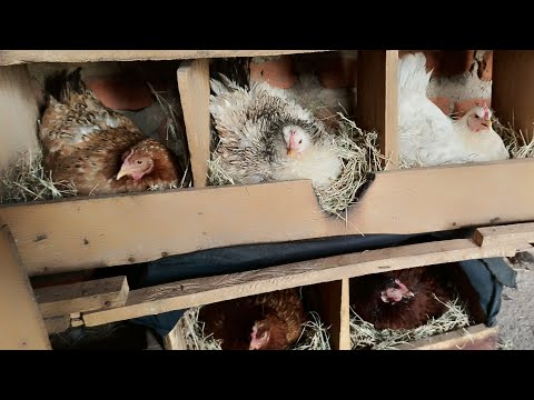 Видео: КАК ЗАСТАВИТЬ БОЛЕЕ 2 КУР ВЫЛУПИТЬ ОДНОВРЕМЕННО, Синхронизированное вылупление у местных кур.