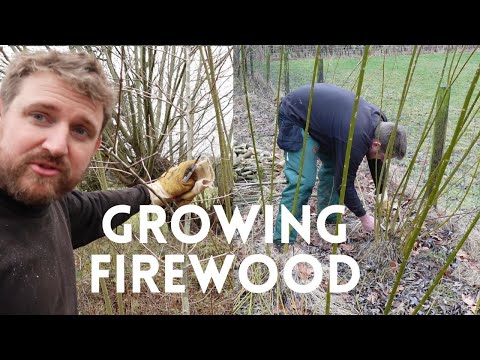 Видео: Уход за ивовыми порослями – Короткий оборот – Подрост на 1-й и 2-й год