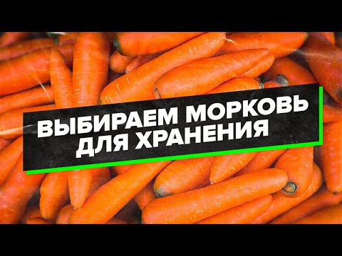 Видео: КАК ХРАНИТЬ МОРКОВЬ ЗИМОЙ? ЛУЧШИЕ СОРТА и СПОСОБ ХРАНЕНИЯ