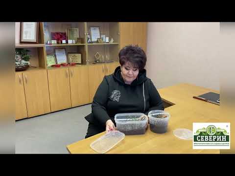 Видео: Будет ли живая изгородь в новом сезоне? Результаты черенкования кизильника.