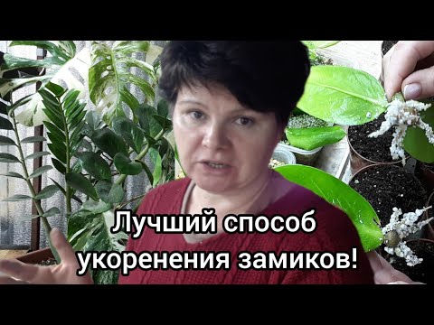 Видео: Замиокулькас и Монстера Альба. Размножается легко и быстро 😉!