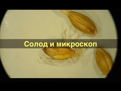 Видео: Солод и микроскоп