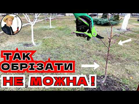 Видео: ПОМИЛКИ СТРУКТУРИ САДЖАНЦІВ. Як обрізати дворічні та трирічні абрикоси: крона, ярус, мутовчатість